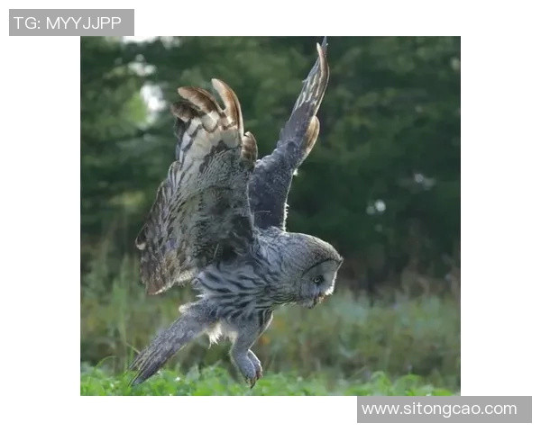 亚特兰大梦想与山猫激战正酣谁将赢得这场精彩对决 亚特兰大梦想与山猫激战正酣谁将赢得这场精彩对决